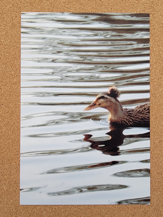 Fluffy Crowned Duck (Set of 2)